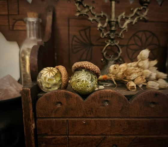 Image of Large Round Botanical Acorns