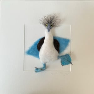 Image of Nigel the Blue Footed Booby Bird