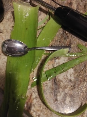 Image of Fresh Aloe Vera