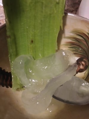 Image of Fresh Aloe Vera