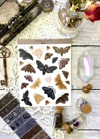 Image 1 of Moths Sticker Sheet