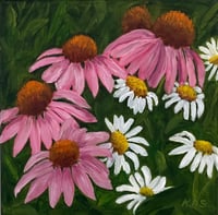 Cone Flowers and Daisies