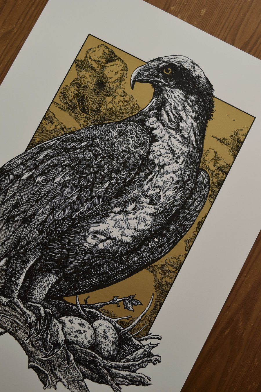 Image of Osprey – Print