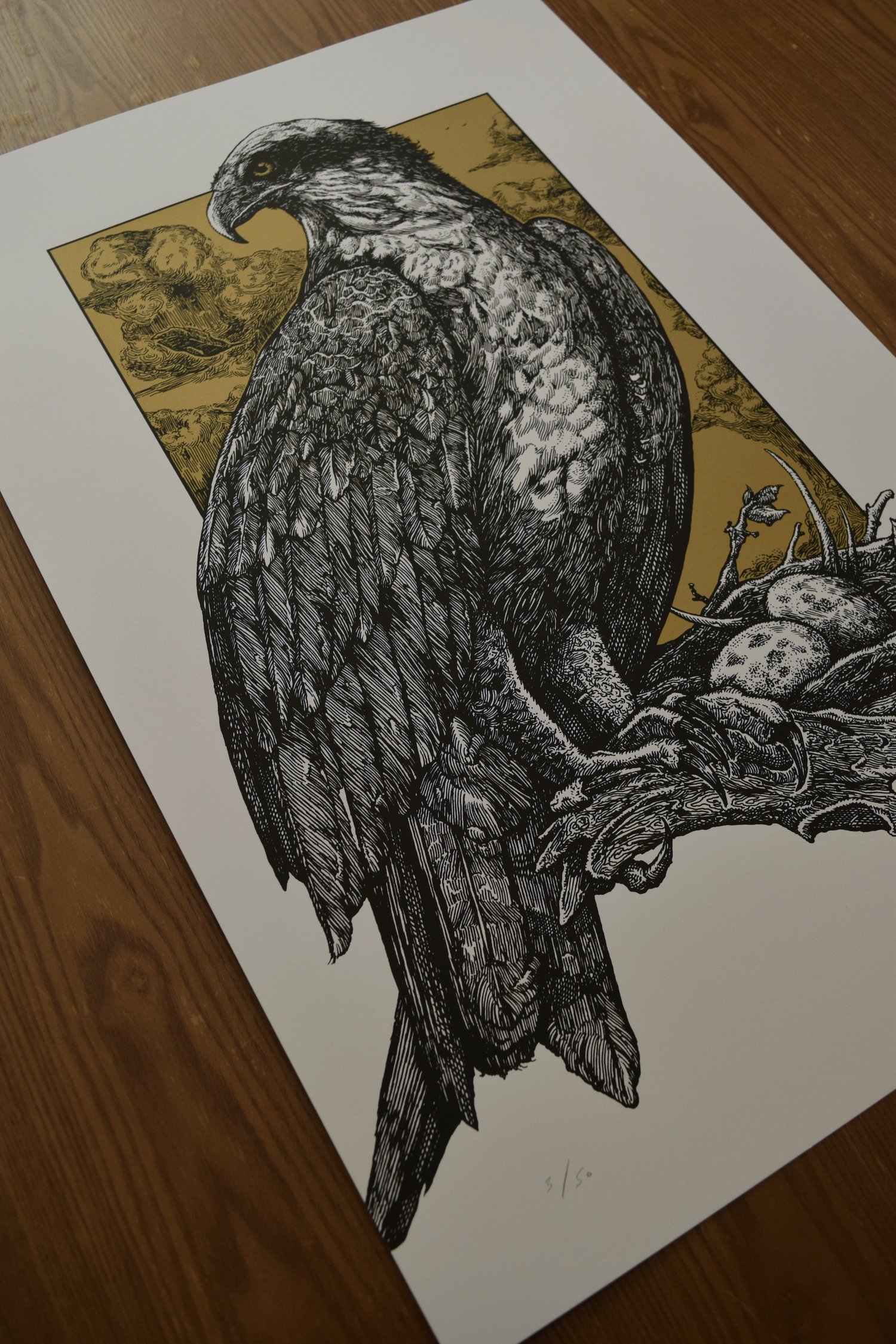 Image of Osprey