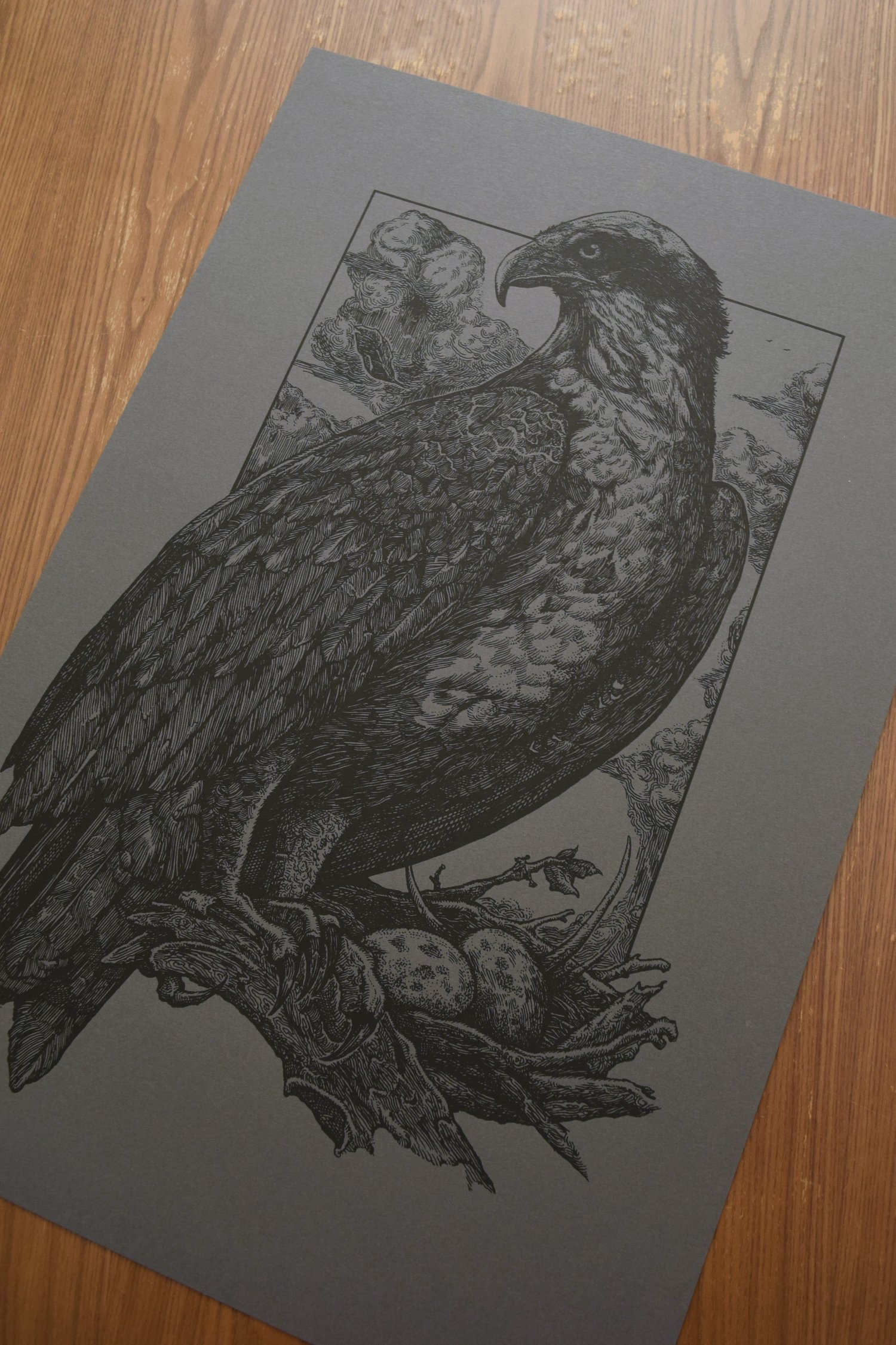 Image of Osprey