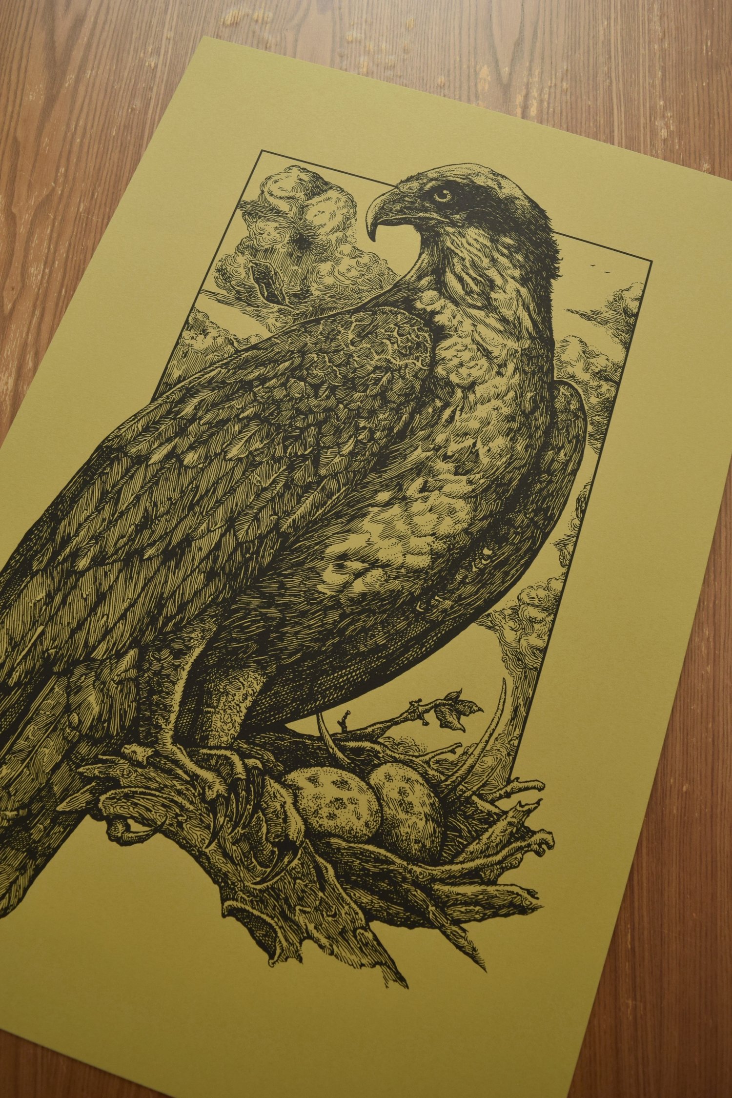 Image of Osprey