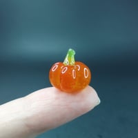 Image 2 of Micro pumpkins 