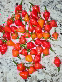 Image 3 of Scotch Bonnet x Biquinho Seeds