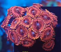 Stiff Red Drank Zoas