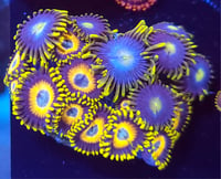 Mixed Zoas #1