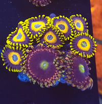 Mixed Zoas #2