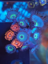 Mixed Zoas #3