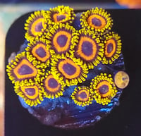 Jungle Juice Zoas