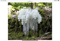 Image 4 of Monotropa Uniflora – Ghost Plant