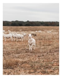 Image 2 of Luckenbach Lamb