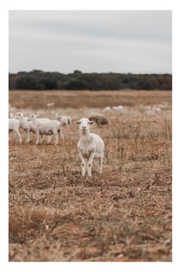 Image 1 of Luckenbach Lamb