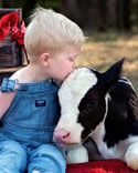 Holiday Minis with Dolly the Cow