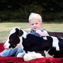 Holiday Minis with Dolly the Cow