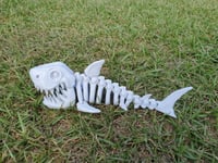 Image 5 of Skeleton Shark
