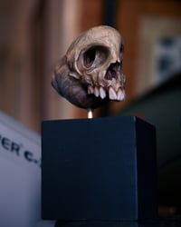 Image 1 of Snail Skull| Snull Sculpture
