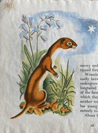 Image 6 of Little Animals of the Countryside by Eileen Mayo