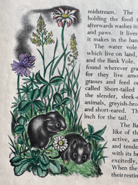 Image 7 of Little Animals of the Countryside by Eileen Mayo