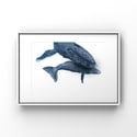 Digital Drawing, Whale No.1, 2 or 3, PDF