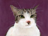 Pet Portrait - Cat