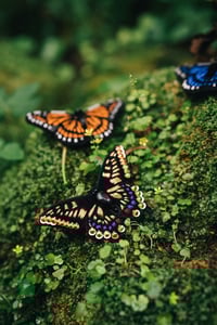 Image 5 of "Le Machaon" - Brooch