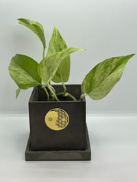 Image 2 of 3”x3” Square Planter