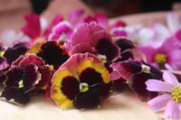 PENSAMENTS - PANSY