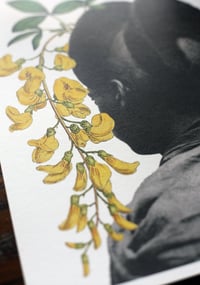 Image 3 of Laburnum 