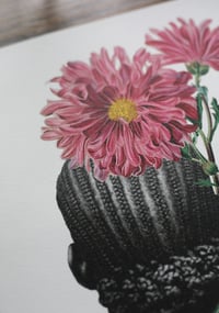 Image 2 of Chrysanthemum