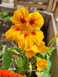CAPUTXINA - NASTURTIUM