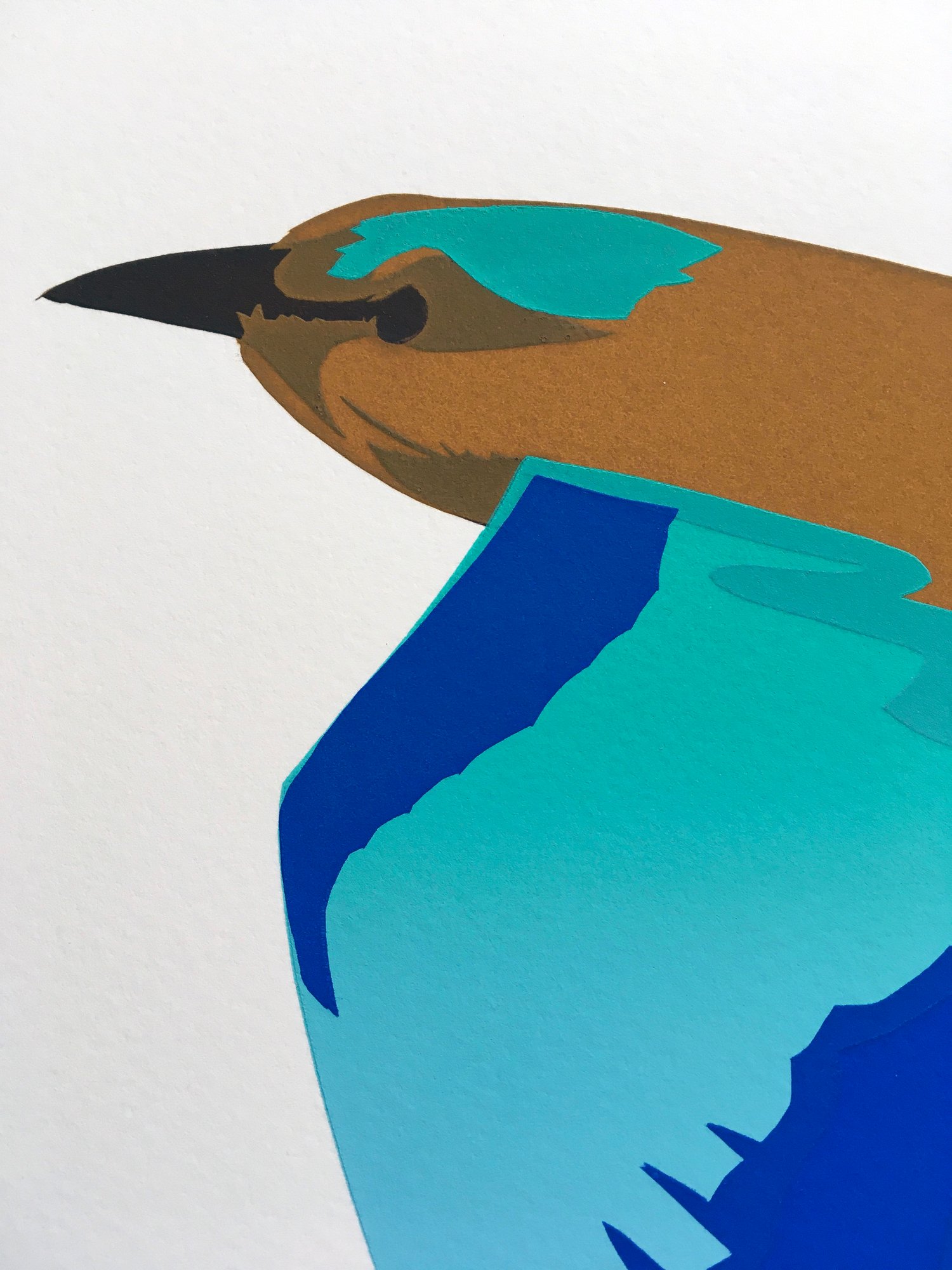 Image of Indian roller