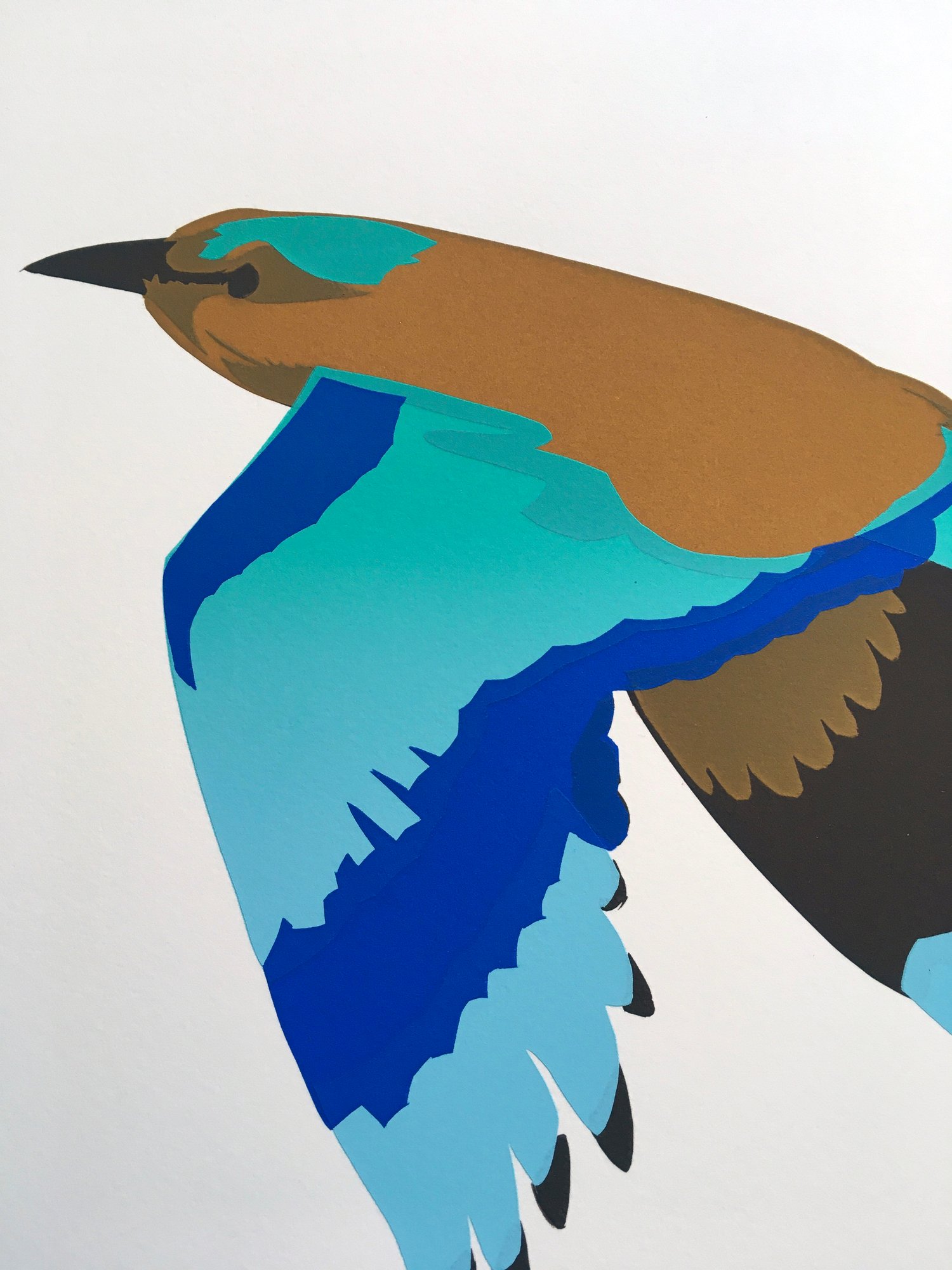 Image of Indian roller