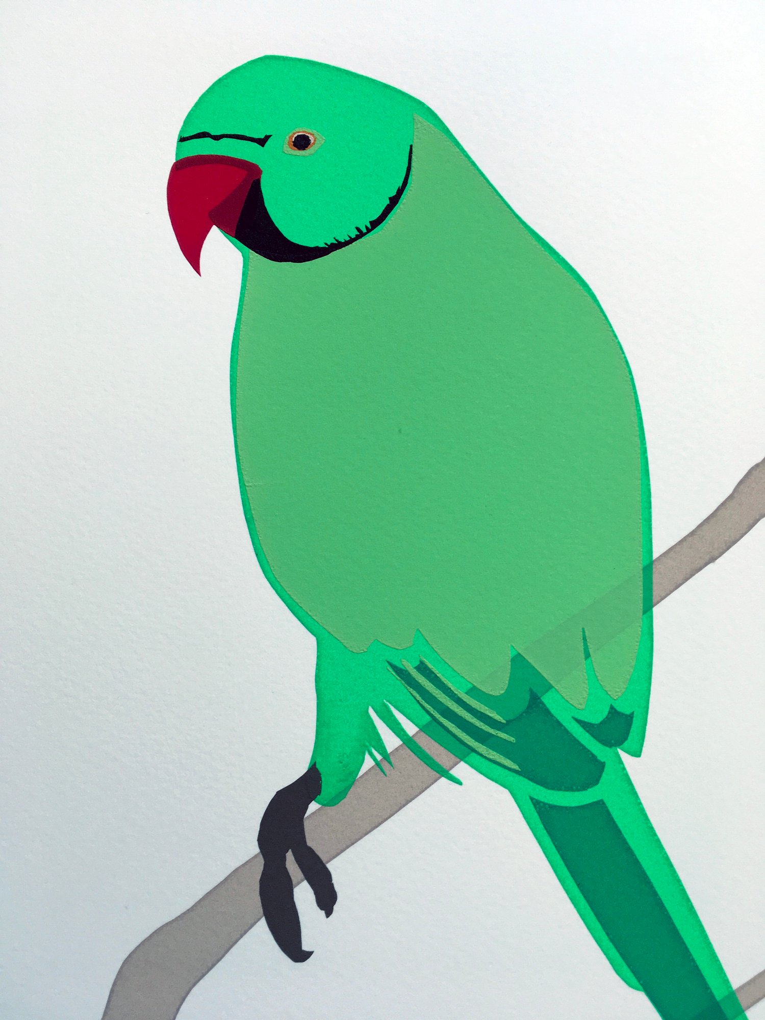 Image of Rose-ringed Parakeet