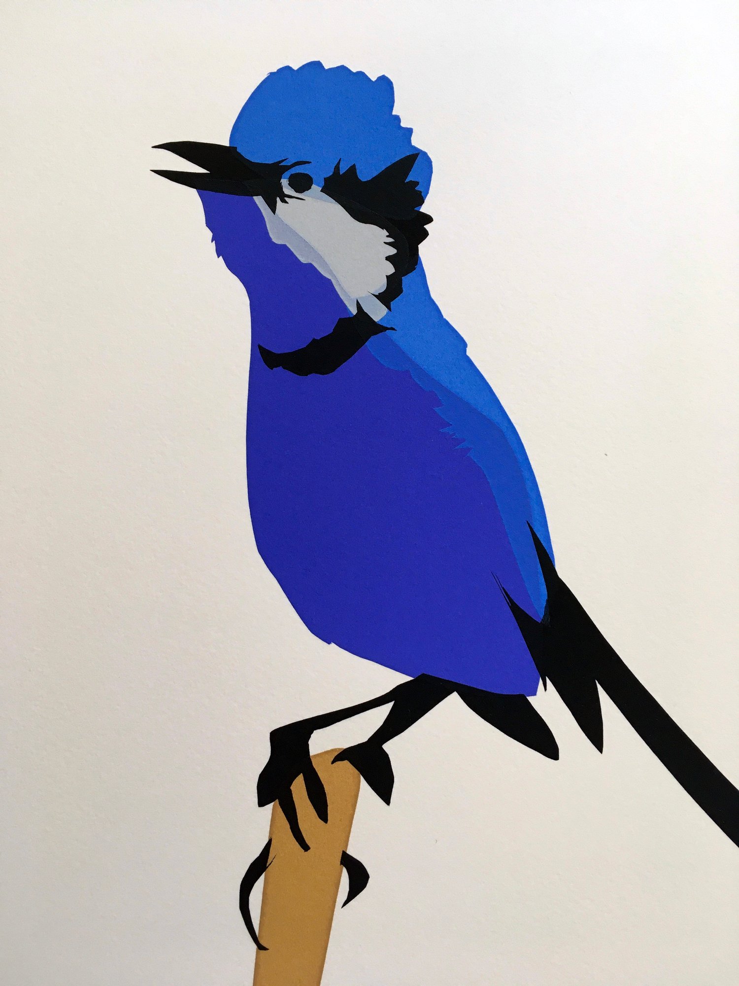 Image of Splendid Fairywren