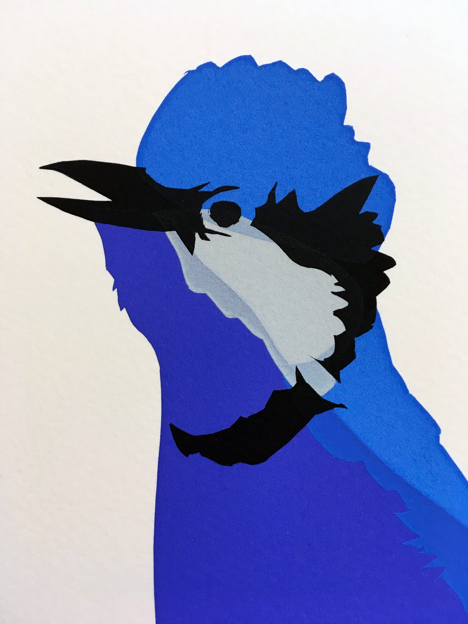 Image of Splendid Fairywren