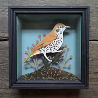 Image 1 of Wood Thrush Taxidermy