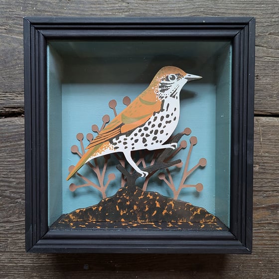 Image of Wood Thrush Taxidermy