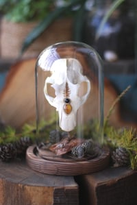 Image 1 of Autunno🍂 -teschio di marmotta, campana di vetro-