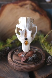Image 4 of Autunno🍂 -teschio di marmotta, campana di vetro-