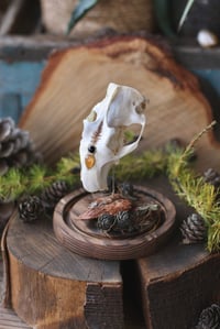 Image 5 of Autunno🍂 -teschio di marmotta, campana di vetro-