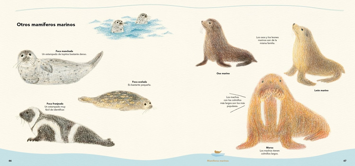 Image of Dibuja todo tipo de animales acuáticos con lápices de colores Un libro de Ai Akikusa