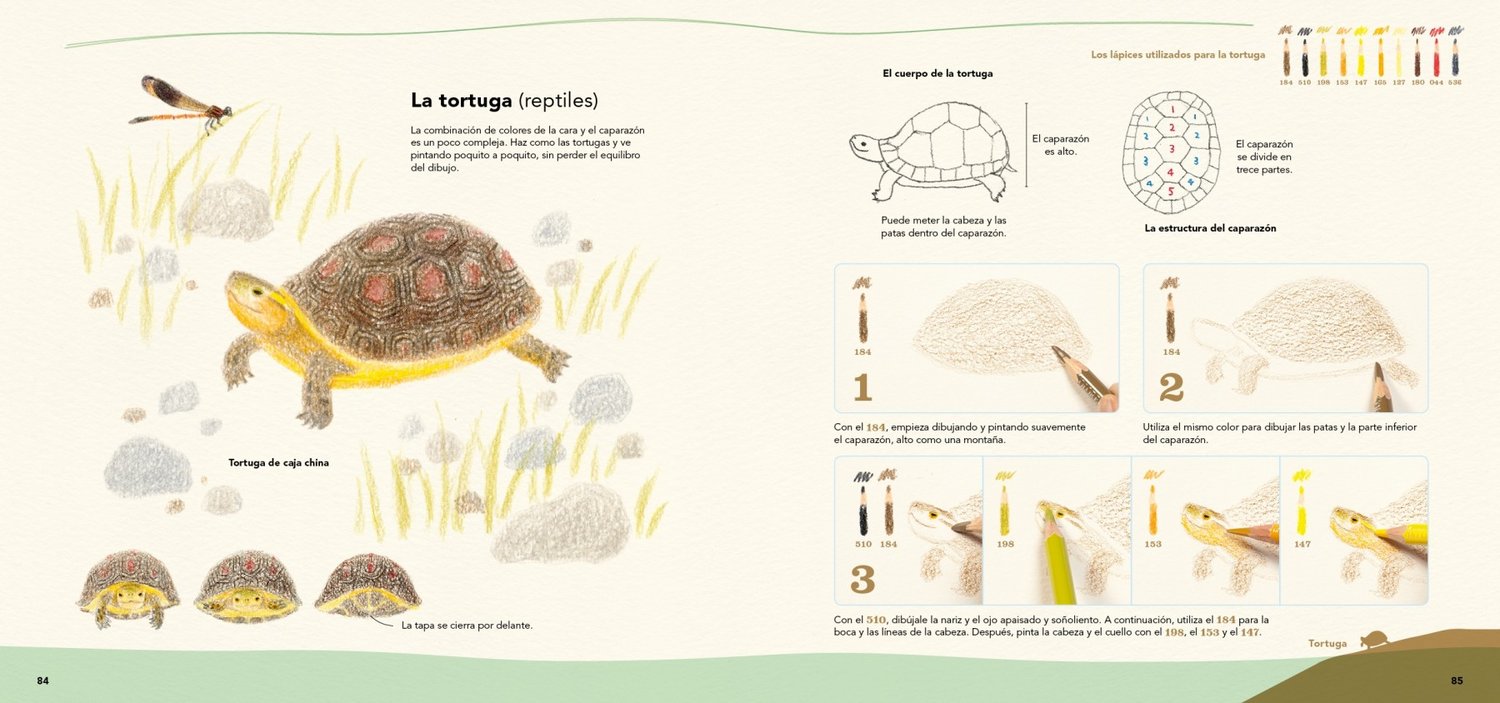 Image of Dibuja todo tipo de animales acuáticos con lápices de colores Un libro de Ai Akikusa