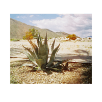 Sunnyside Agave