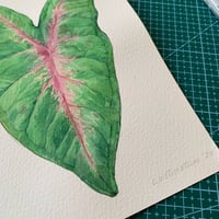 Image 2 of Original Illustration Caladium Picturatum