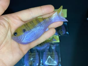 Image of Bob’s Bluegil 2pk (Juvenile Violet Gil)