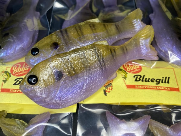 Image of Bob’s Bluegil 2pk (Juvenile Violet Gil)